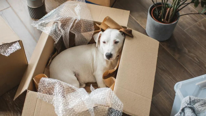 Moving with Pets: Tips for a Seamless Transition
