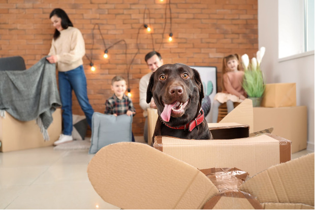 Moving with Pets: Tips for a Seamless Transition
