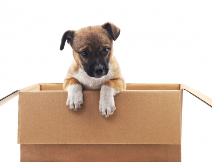 Moving with Pets: Tips for a Seamless Transition
